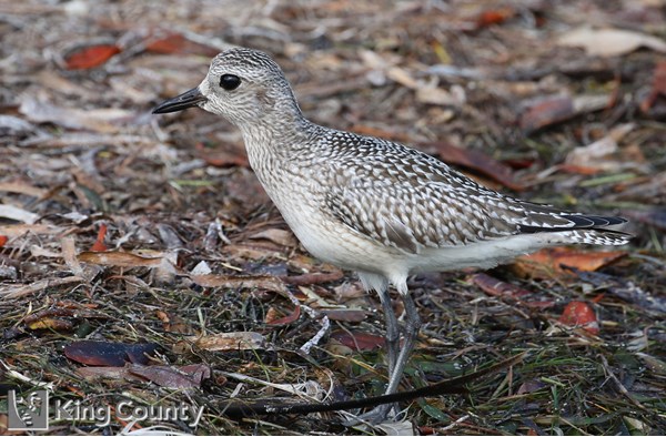 Photo of Pluvialis squatarola
